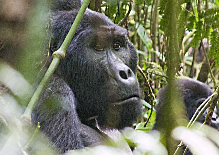 Activities and attractions in Bwindi forest park Uganda