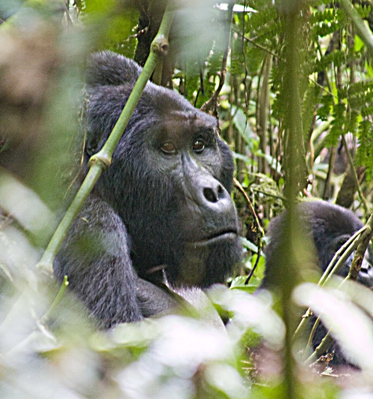 Activities and attractions in Bwindi forest park Uganda