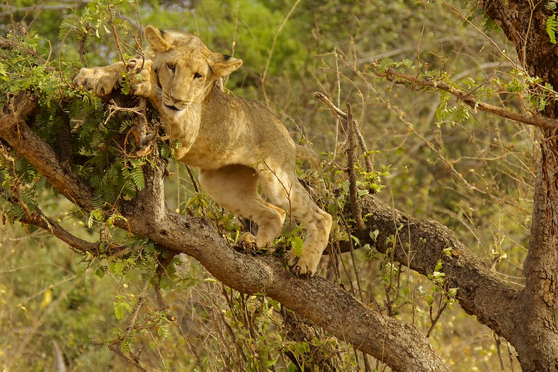 Explore Bisanadi National Reserve – Kenya birding and wildlife Safaris.