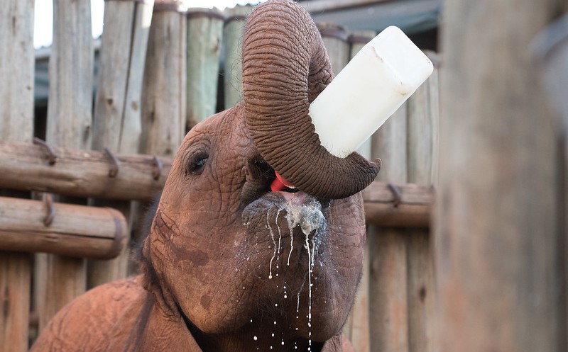 Nairobi Animal Orphanage.