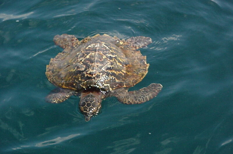 Watamu Marine National Park and Reserve.