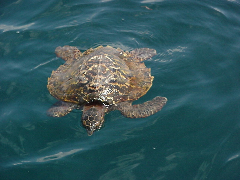 Watamu Marine National Park and Reserve.