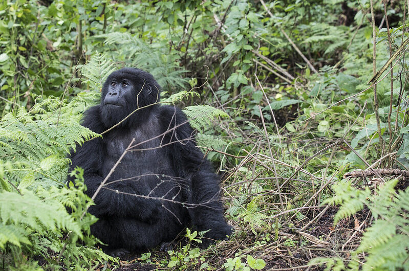 1 Day Gorilla Trek Rwanda A Once-in-a-Lifetime Experience.