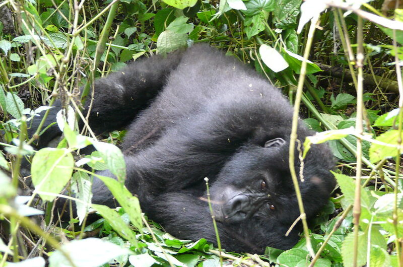 1 Day Gorilla Trekking Uganda From Kigali, Kabale, Kisoro.