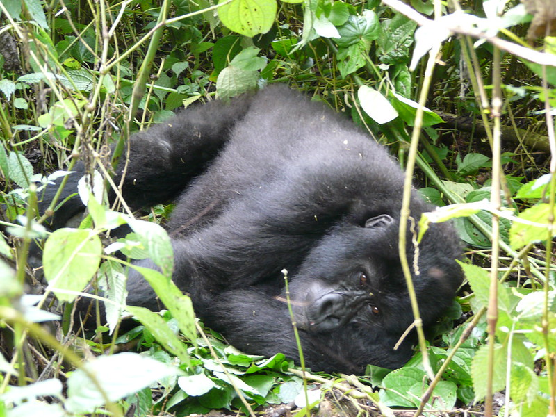 1 Day Gorilla Trekking Uganda From Kigali, Kabale, Kisoro.