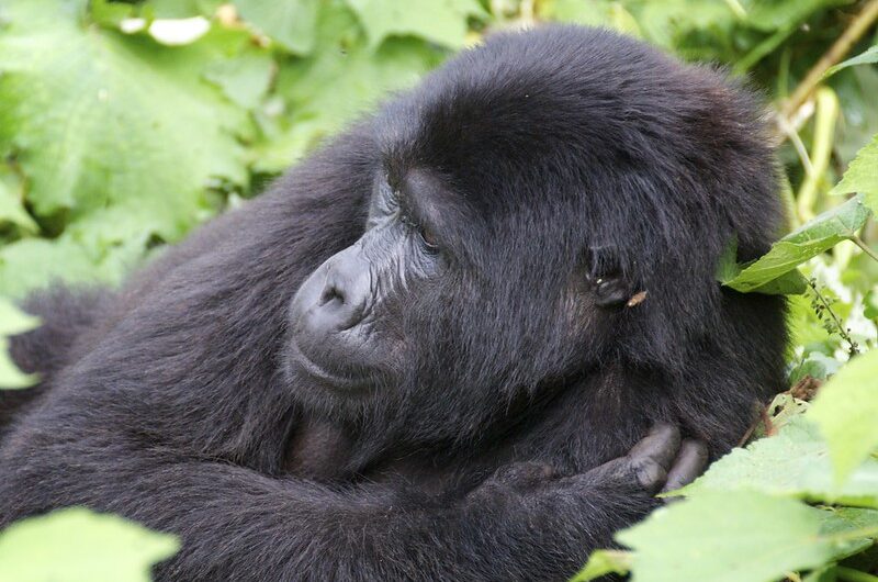 10 Facts about Mountain Gorillas