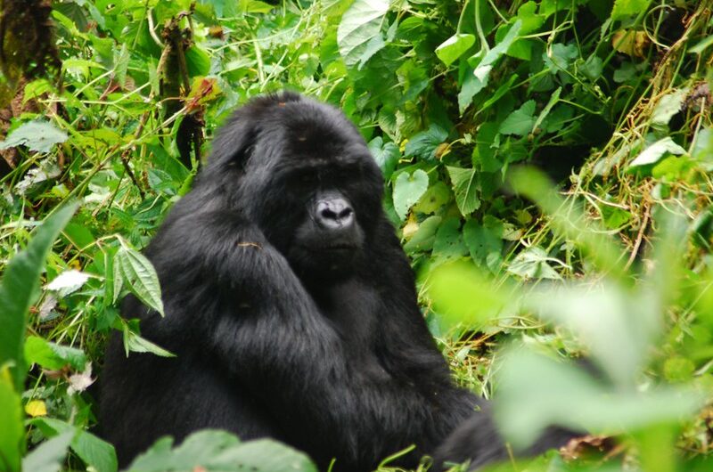 2 Day Gorilla Trekking Uganda The Ultimate Itinerary Guide.