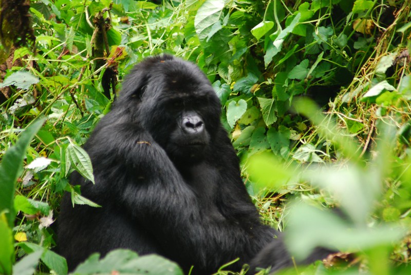 2 Day Gorilla Trekking Uganda The Ultimate Itinerary Guide.