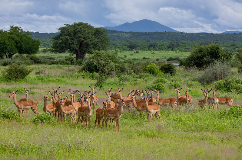 2025 Ruaha and Nyerere Safari - A week in Southern Tanzania.