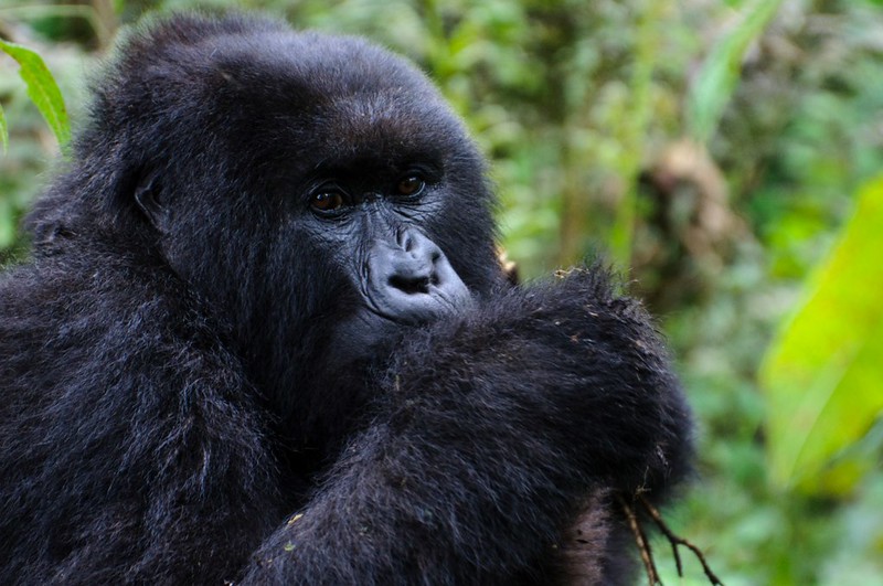 3 Day Gorilla Safari Uganda, Bwindi Trek