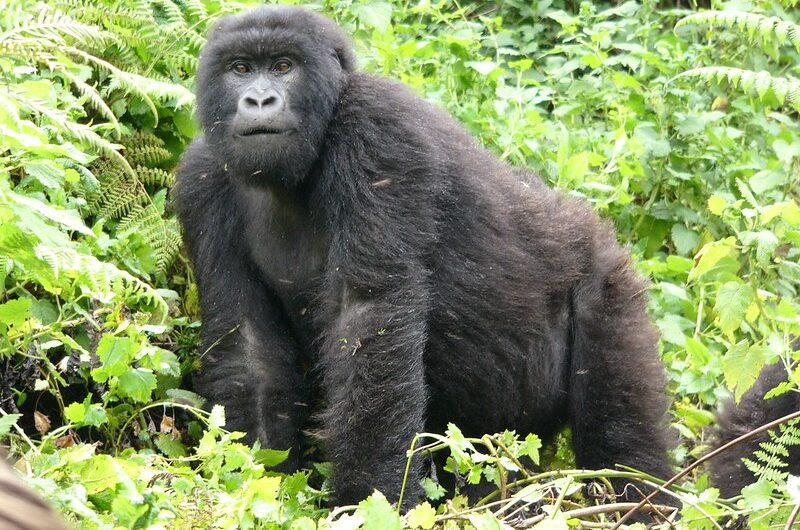 3 Day Gorilla Trekking Rwanda to Volcanoes All-inclusive.