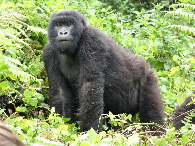 3 Day Gorilla Trekking Rwanda to Volcanoes All-inclusive.