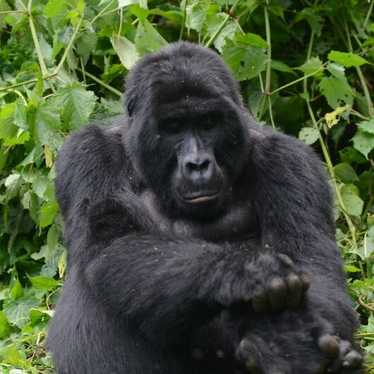 3 Days Gorilla Trekking Uganda Once-in-a-Lifetime Experience.