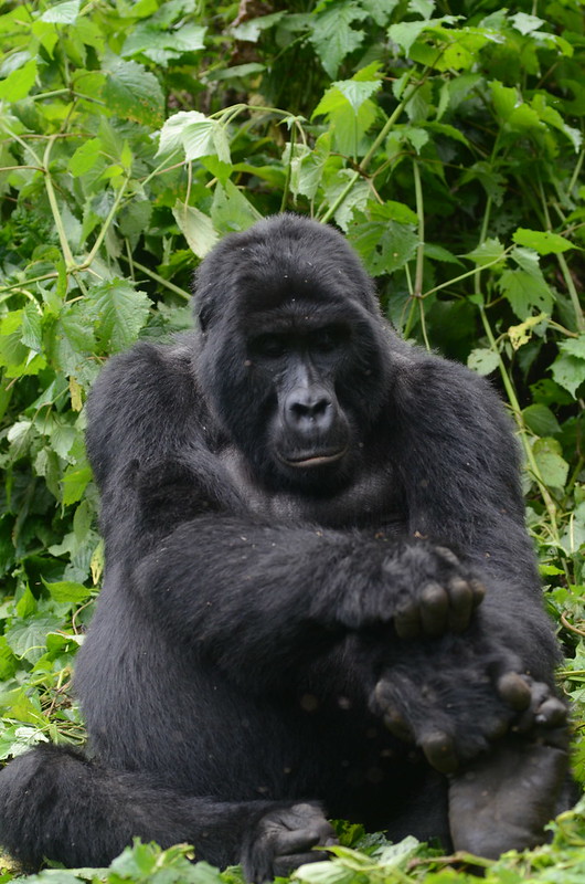 3 Days Gorilla Trekking Uganda Once-in-a-Lifetime Experience.