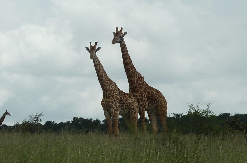 4 Days Akagera National Park Wildlife Safari Adventure