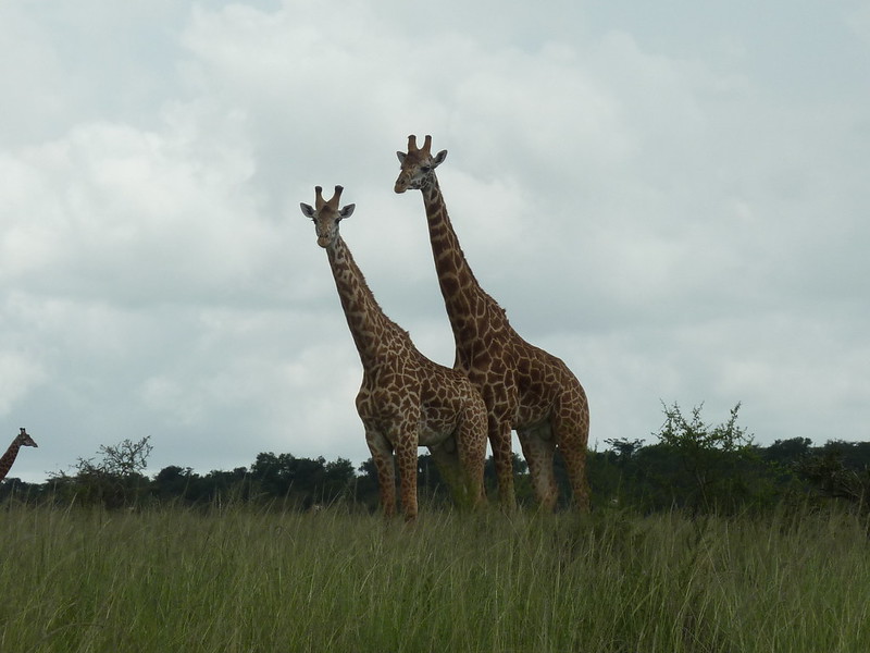 4 Days Akagera National Park Wildlife Safari Adventure