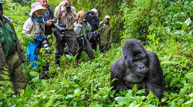 African Safari Costs -The cost of an African safari, including rates for both luxury and low-cost tours