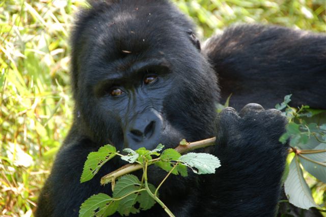 African countries with mountain gorillas