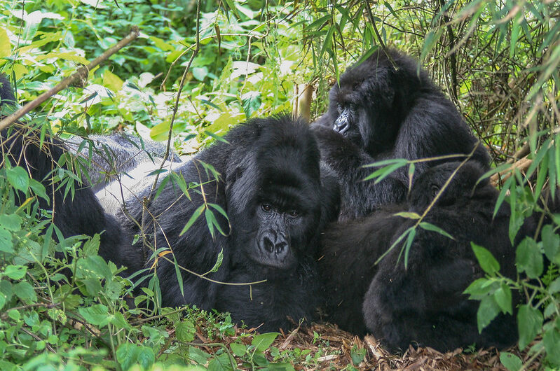 Agashya Gorilla Group