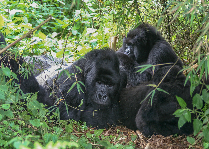 Agashya Gorilla Group