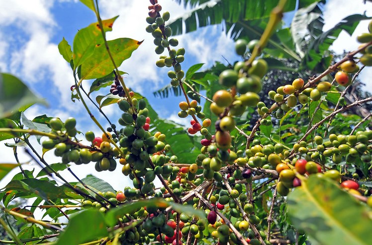 Agro Tourism in Uganda