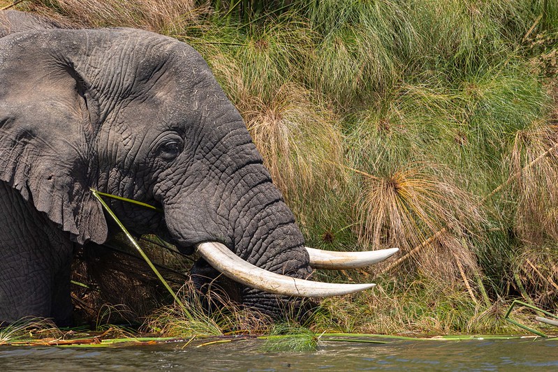 Akagera National Park Rwanda.