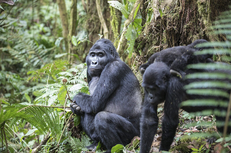 All About Mountain Gorillas of Africa