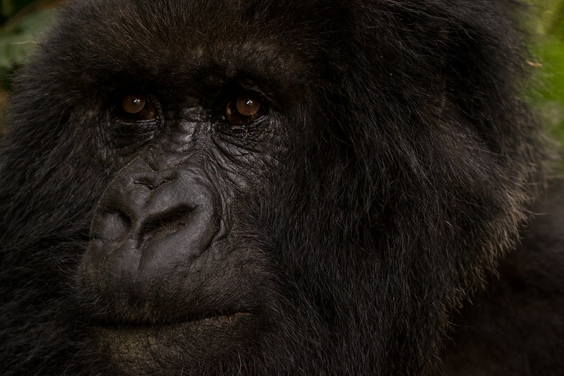 All-inclusive Double Gorilla Trekking Rwanda 4 Days.