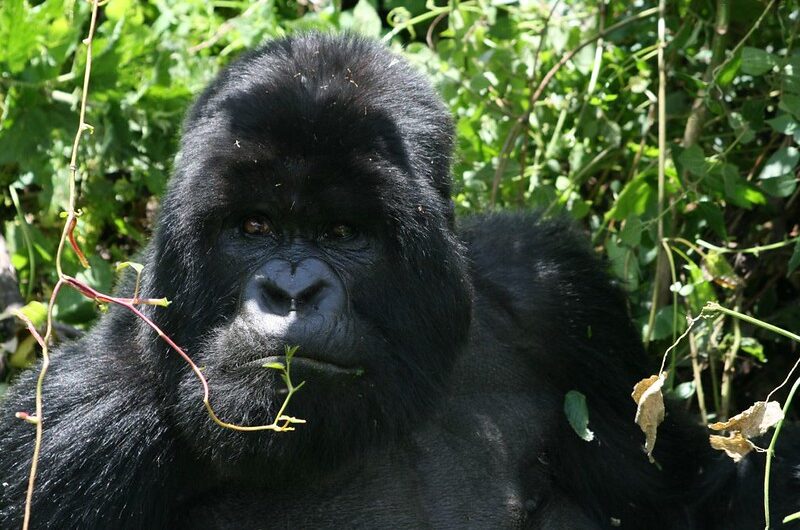 Amahoro Gorilla Group