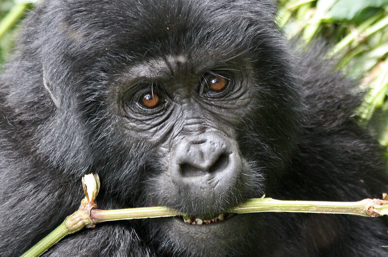 Are Mountain Gorillas Dangerous animals