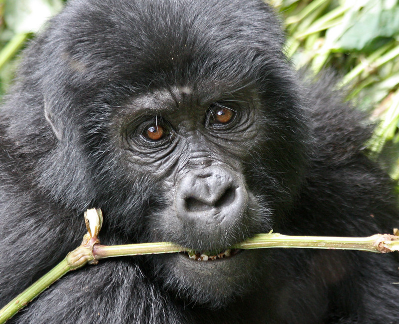 Are Mountain Gorillas Dangerous animals