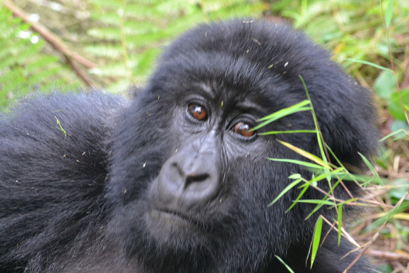 Are Mountain Gorillas getting extinct