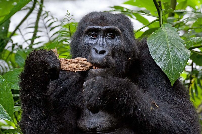 Best Time to Visit The Mountain Gorillas & Uganda