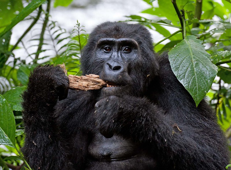 Best Time to Visit The Mountain Gorillas & Uganda