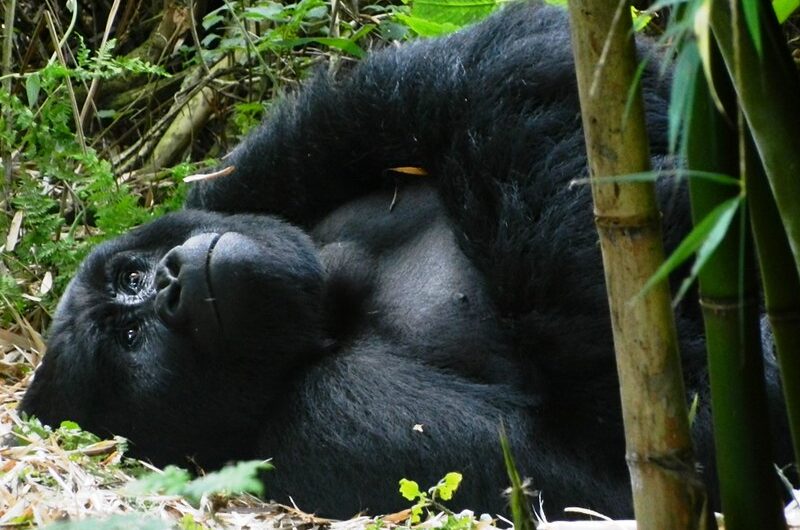 Best place to see gorillas in Africa