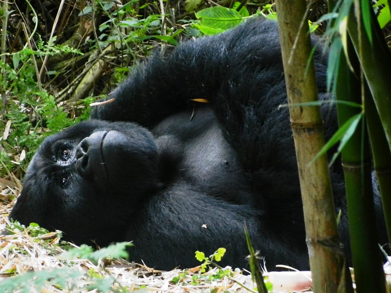 Best place to see gorillas in Africa