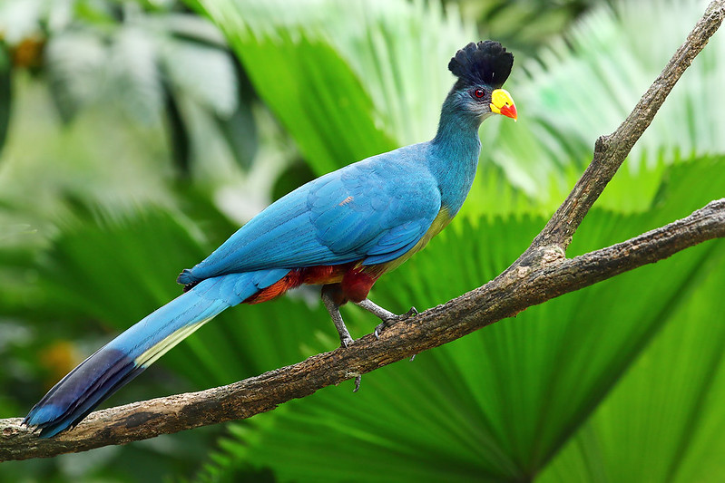 Bigodi Wetland Sanctuary, Birding in Kibale Forest National Park
