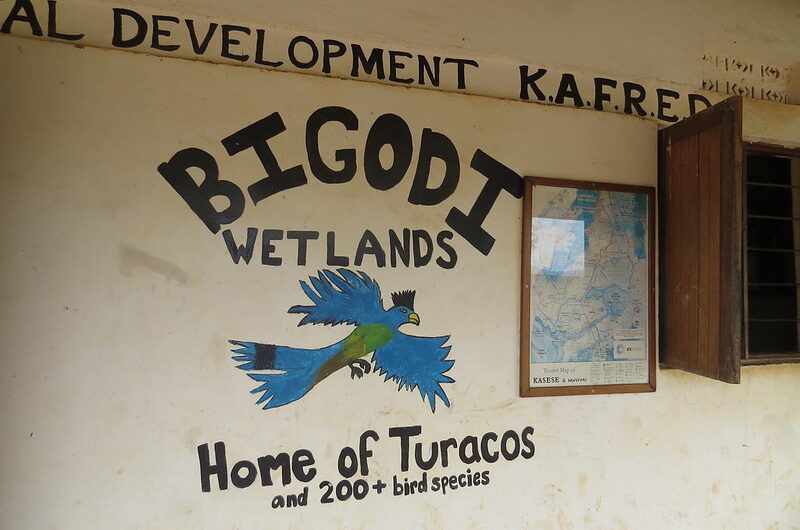 Bigodi Wetland Sanctuary, Birding in Kibale Forest National Park