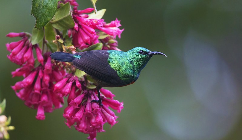 Birding Tours for Seniors - Birding Tours for Seniors for Solo & Small Group in 2025.