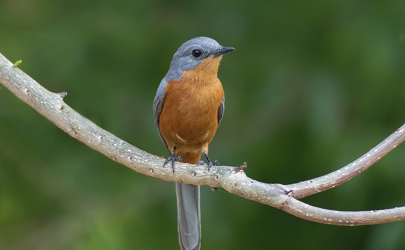 Birding at Murchison Falls National Park - A Guide for Bird Enthusiasts.