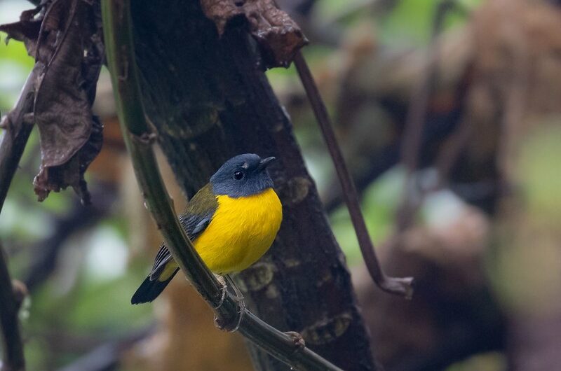 Birding in Bwindi Forest