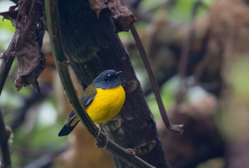 Birding in Bwindi Forest