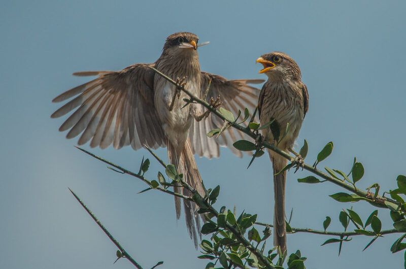 Birding in Kidepo Valley National Park.