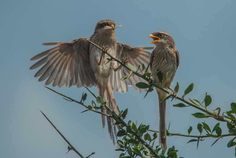 Birding in Kidepo Valley National Park.