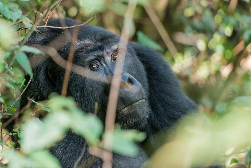 Bitukura Gorilla Group