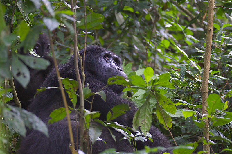 Bitukura Gorilla Group