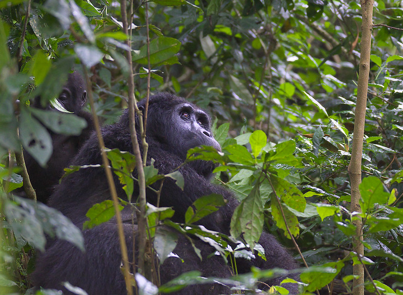 Bitukura Gorilla Group