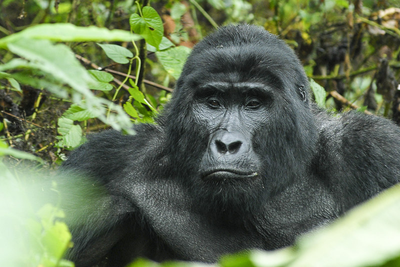 Booking for Gorilla Trekking