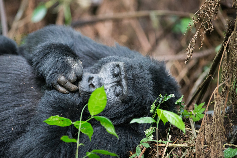 Busingye Gorilla Group