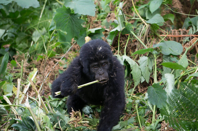 Bweza Gorilla Group